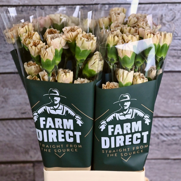 <h4>Di St Lege Marrone</h4>