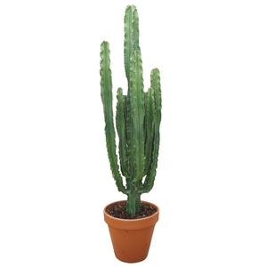 Euphorbia abyssinica
