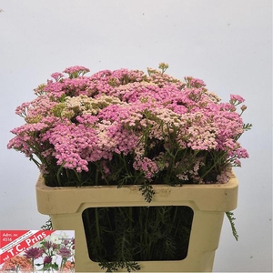 ACHIL M LILAC BEAUTY