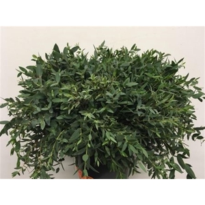 Euca Parvi P Stem 55 Cm (10 Stems Per Bunch)