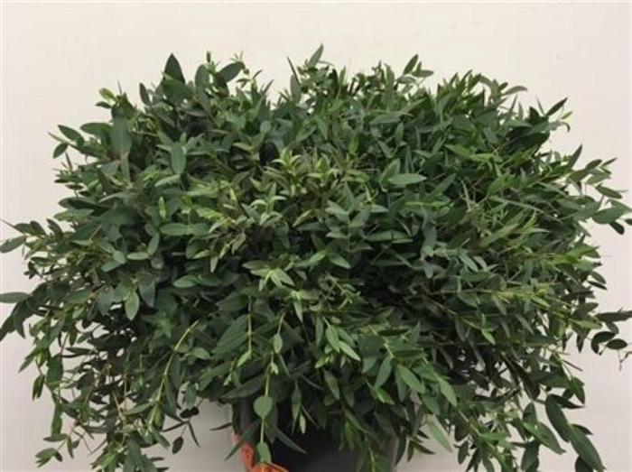 Euca Parvi P Stem 55 Cm (10 Stems Per Bunch)