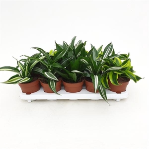 Dracaena overig gemengd
