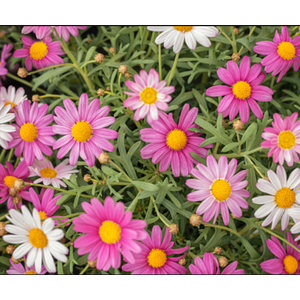 Anthemis punctata subsp. cupaniana