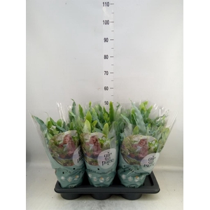Phlebodium aureum 'Blue Star'