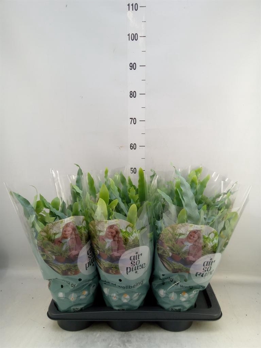 <h4>Phlebodium aureum 'Blue Star'</h4>