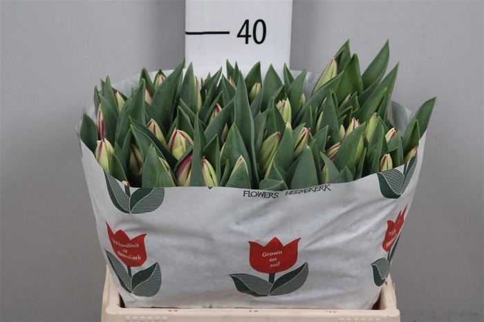 <h4>Tu En Touch Of Flame</h4>