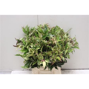 Leucothoe Walteri Ra
