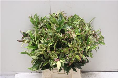 <h4>Leucothoe Walteri Ra</h4>