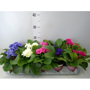 Primula ac. 'Dbl Rubens'  ...mix