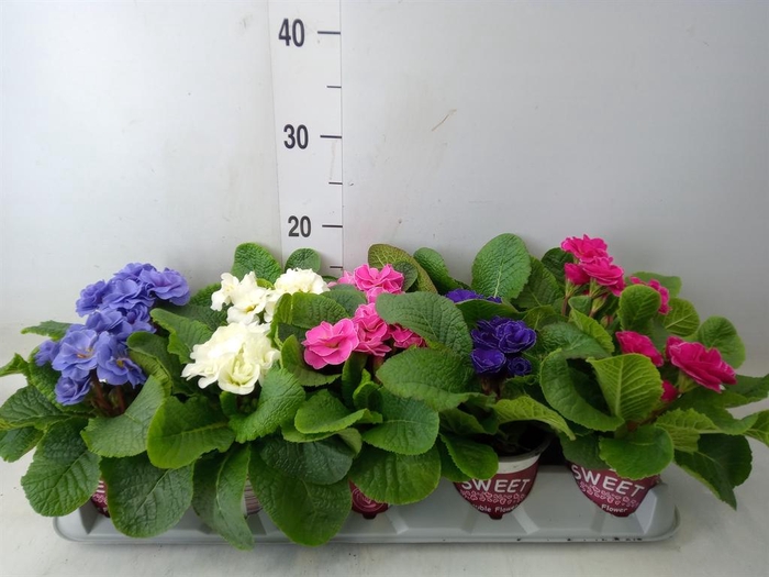 <h4>Primula ac. 'Dbl Rubens' ...mix</h4>