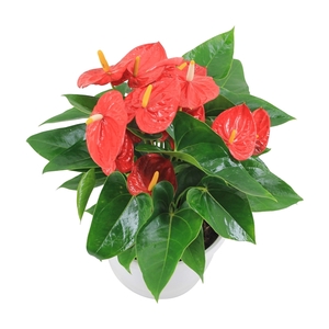 Anthurium XL.10 Mauii Red 23cm schaal