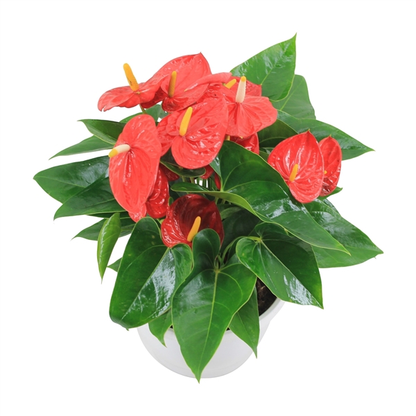 <h4>Anthurium XL.10 Mauii Red 23cm schaal</h4>