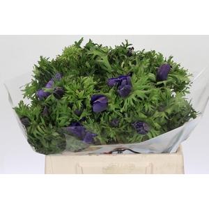 Anemone Galil Blauw