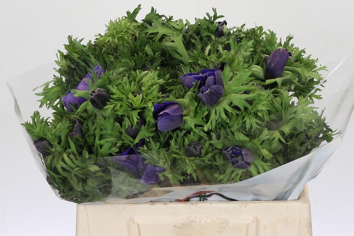 <h4>Anemone Galil Blauw</h4>