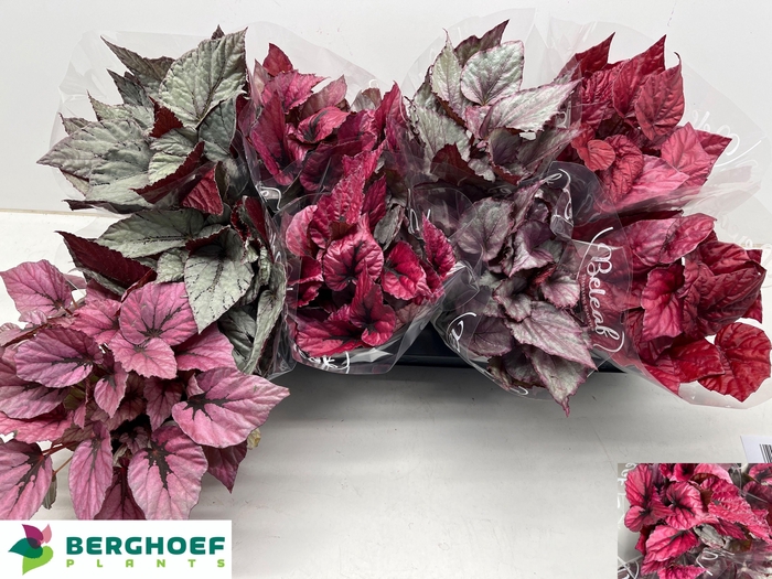 <h4>BEG BEL GEM</h4>