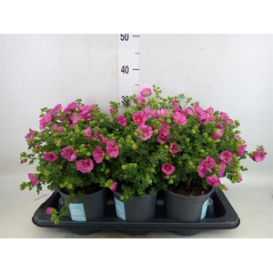 Anisodontea capensis 'Elega Prince'