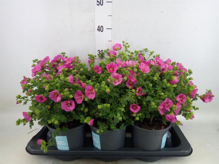 <h4>Anisodontea capensis 'Elega Prince'</h4>