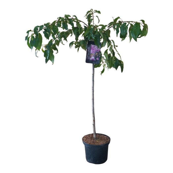 <h4>Prunus 'Kiku-shidare-zakura' 80ST</h4>