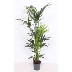 Howea forsteriana