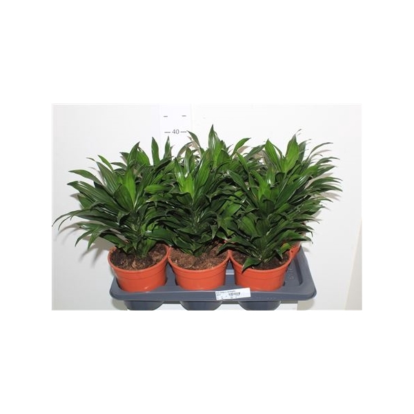 <h4>Dra Comp C Variegata</h4>