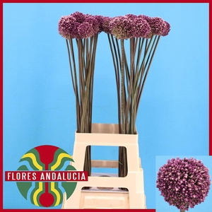 ALLIUM SUMMER DRUMME