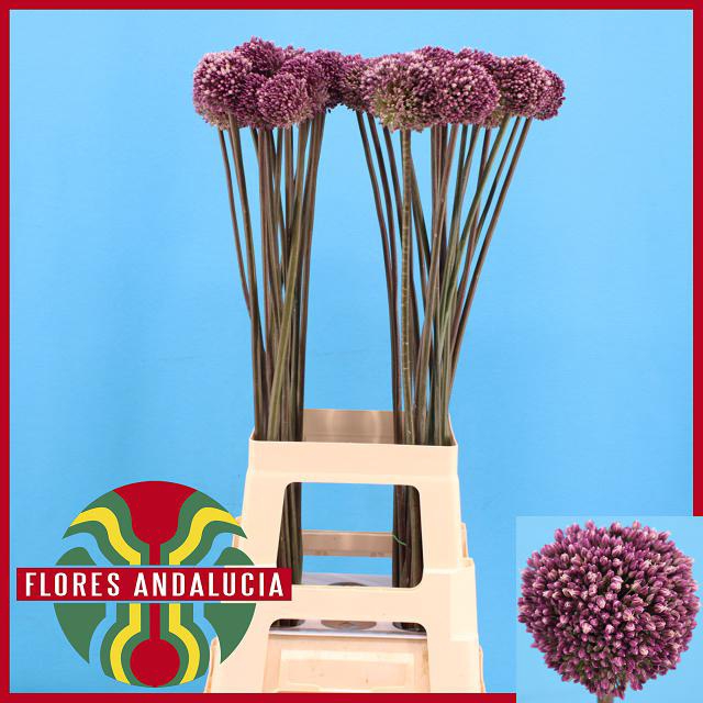 ALLIUM SUMMER DRUMME