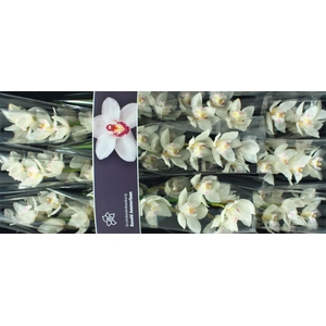 Cymbidium White Sensation