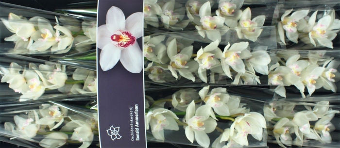 <h4>Cymbidium White Sensation</h4>