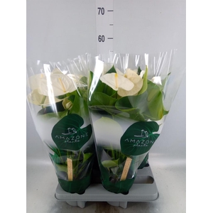 Anthurium andr. 'Samora'