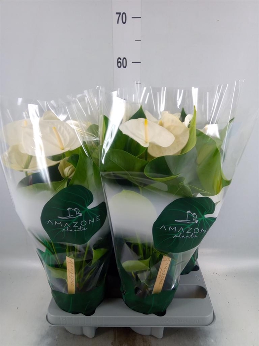 <h4>Anthurium andr. 'Samora'</h4>