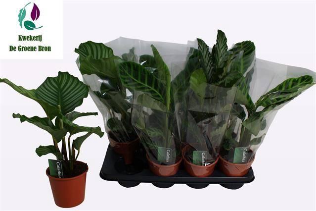 arr8 Calat Gem 3 Srt