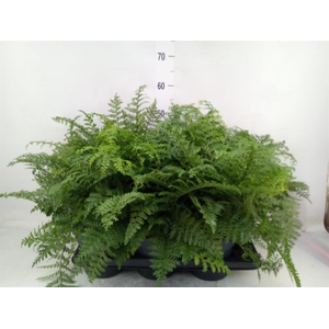 Asplenium 'Parvati'