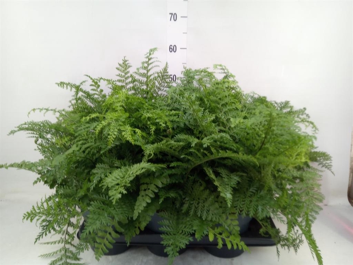 <h4>Asplenium 'Parvati'</h4>
