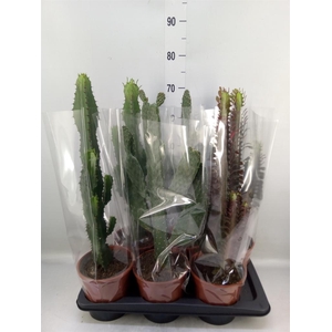 Cactus   ...mix  3