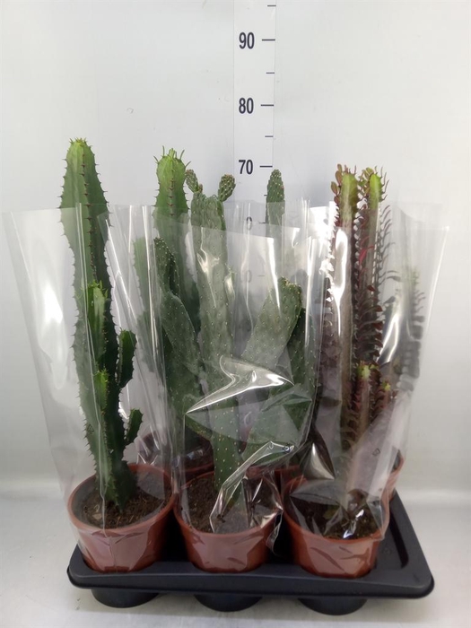 <h4>Cactus   ...mix  3</h4>