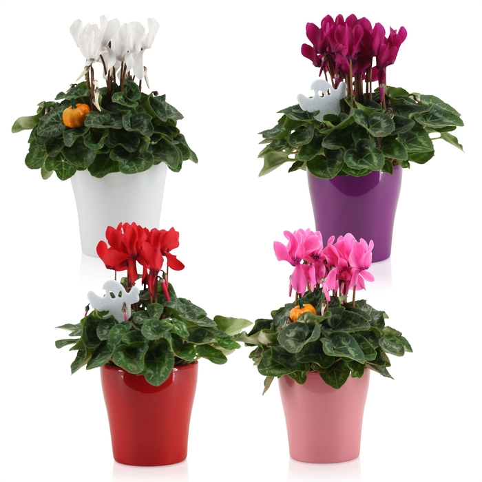 <h4>Cyclamen in gekleurd "Bombé" keramiek met bijsteker (Halloween)</h4>