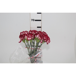 CRAVO NOBLESSE 060 CM BICOLOR