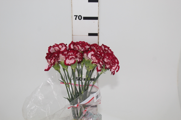 <h4>CRAVO NOBLESSE 060 CM BICOLOR</h4>