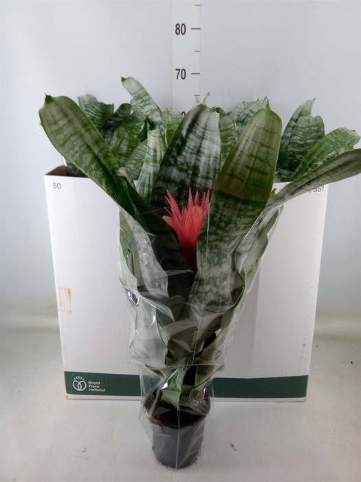 <h4>Aechmea fasciata 'Primera'</h4>