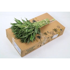 Dracaena Sanderiana Victory (air)