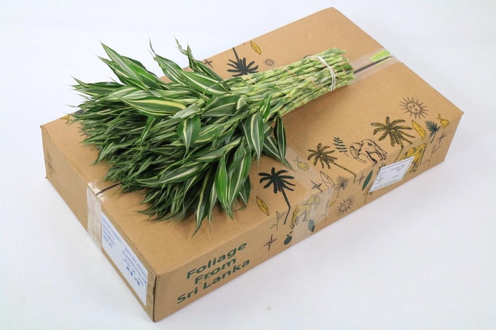 <h4>Dracaena Sanderiana Victory (air)</h4>