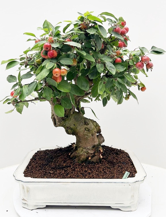 <h4>Malus domestica, pot 41 cm., height 60cm. (single item)</h4>