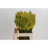 Kniphofia Sunningdale Yellow