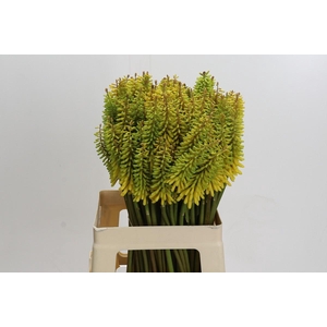Kniphofia Sunningdale Yellow