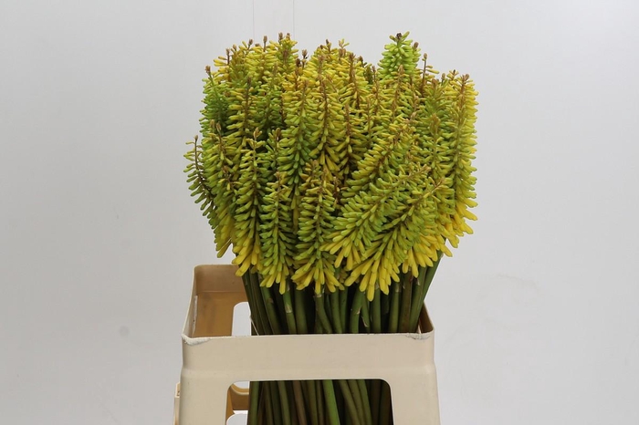 <h4>Kniphofia Sunningdale Yellow</h4>