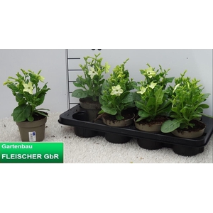 NICOTIANA OV