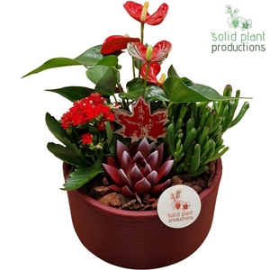 AE004 Stella Red Echeveria