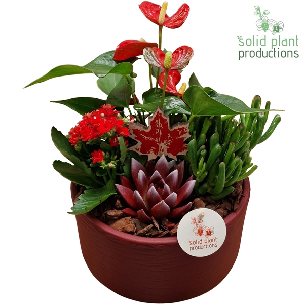 <h4>AE004 Stella Red Echeveria</h4>