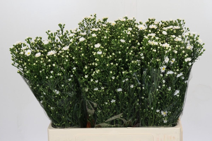 <h4>Aster Paquita</h4>