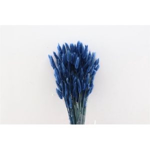 Dried Lagurus Dark Blue Bunch